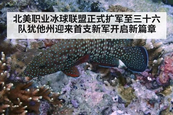 北美职业冰球联盟正式扩军至三十六队犹他州迎来首支新军开启新篇章